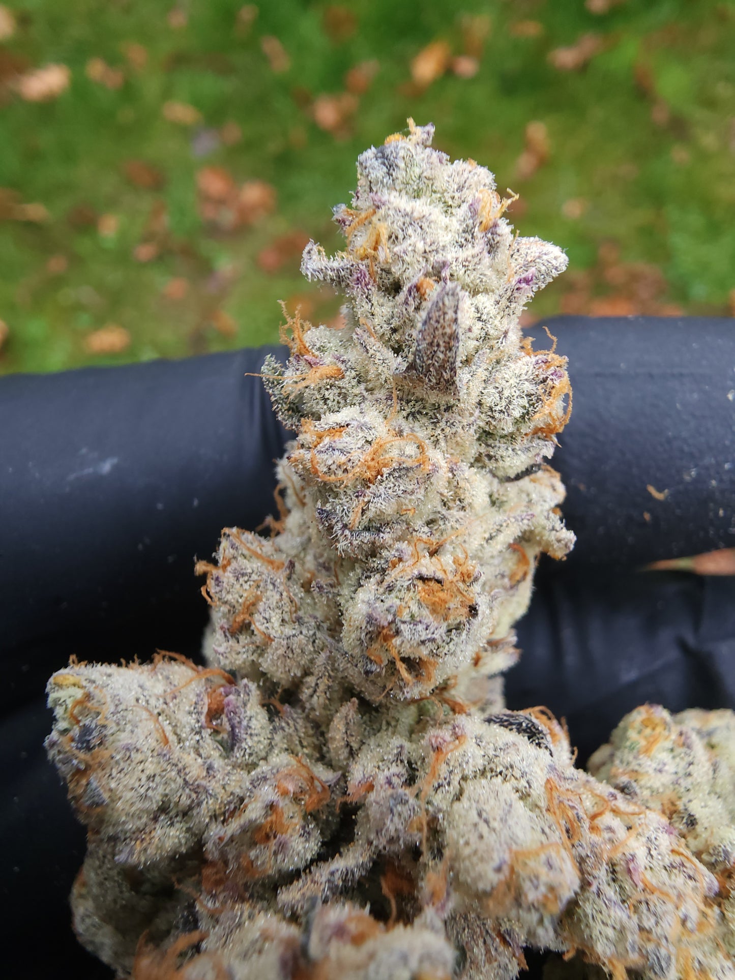 "Buzz" Fem seeds