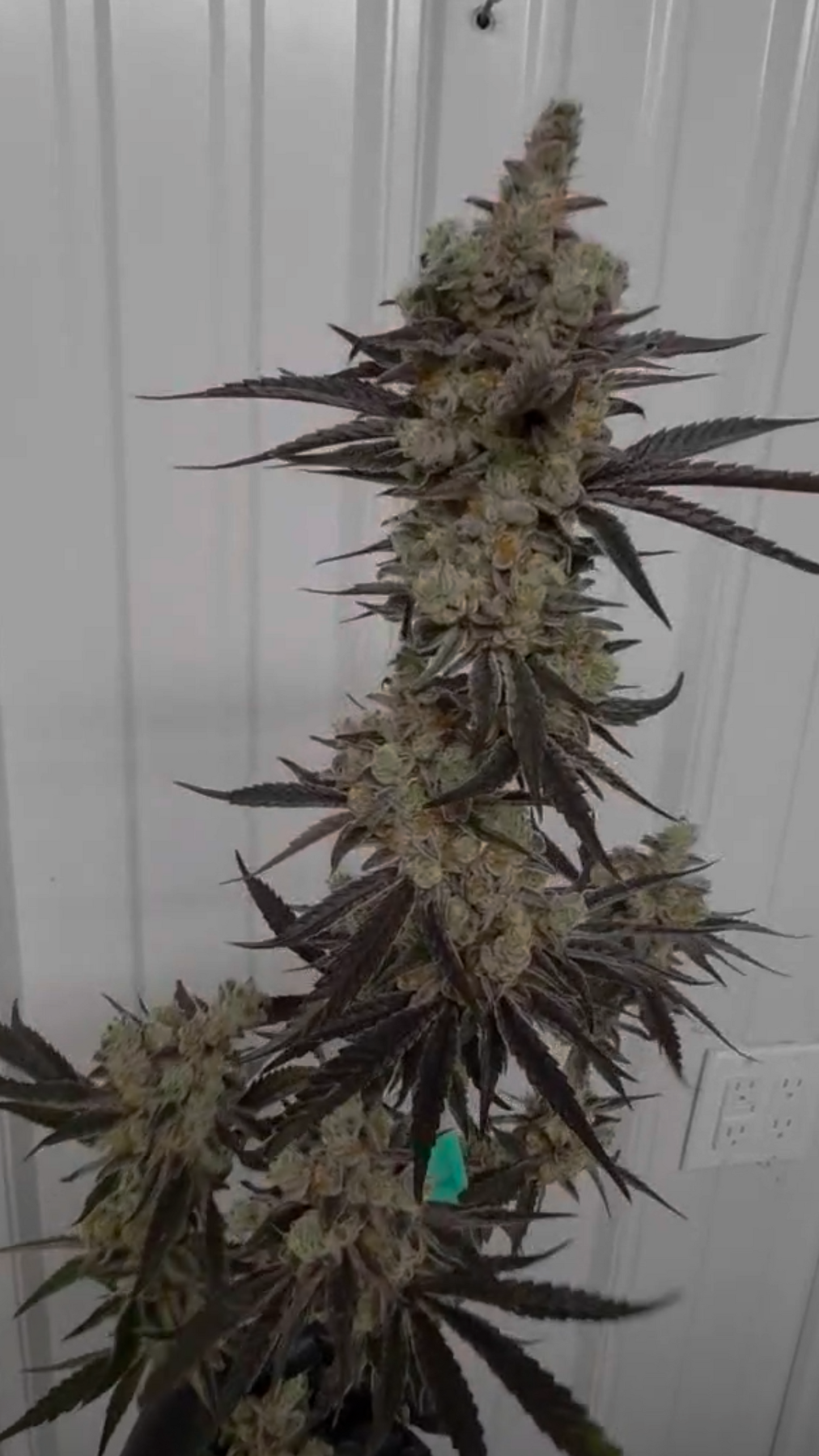 Gangrene (Frozen Cherry Canna x Black Matter) 6pk Fems