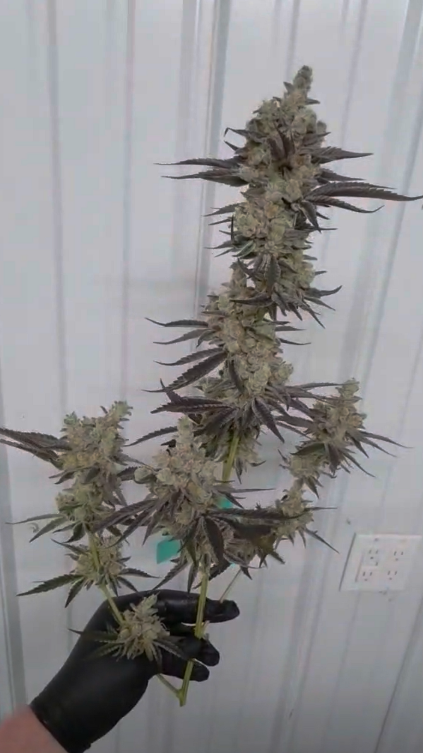 Black Tide (Animal Tsunami x Black Matter) 6pk Fems