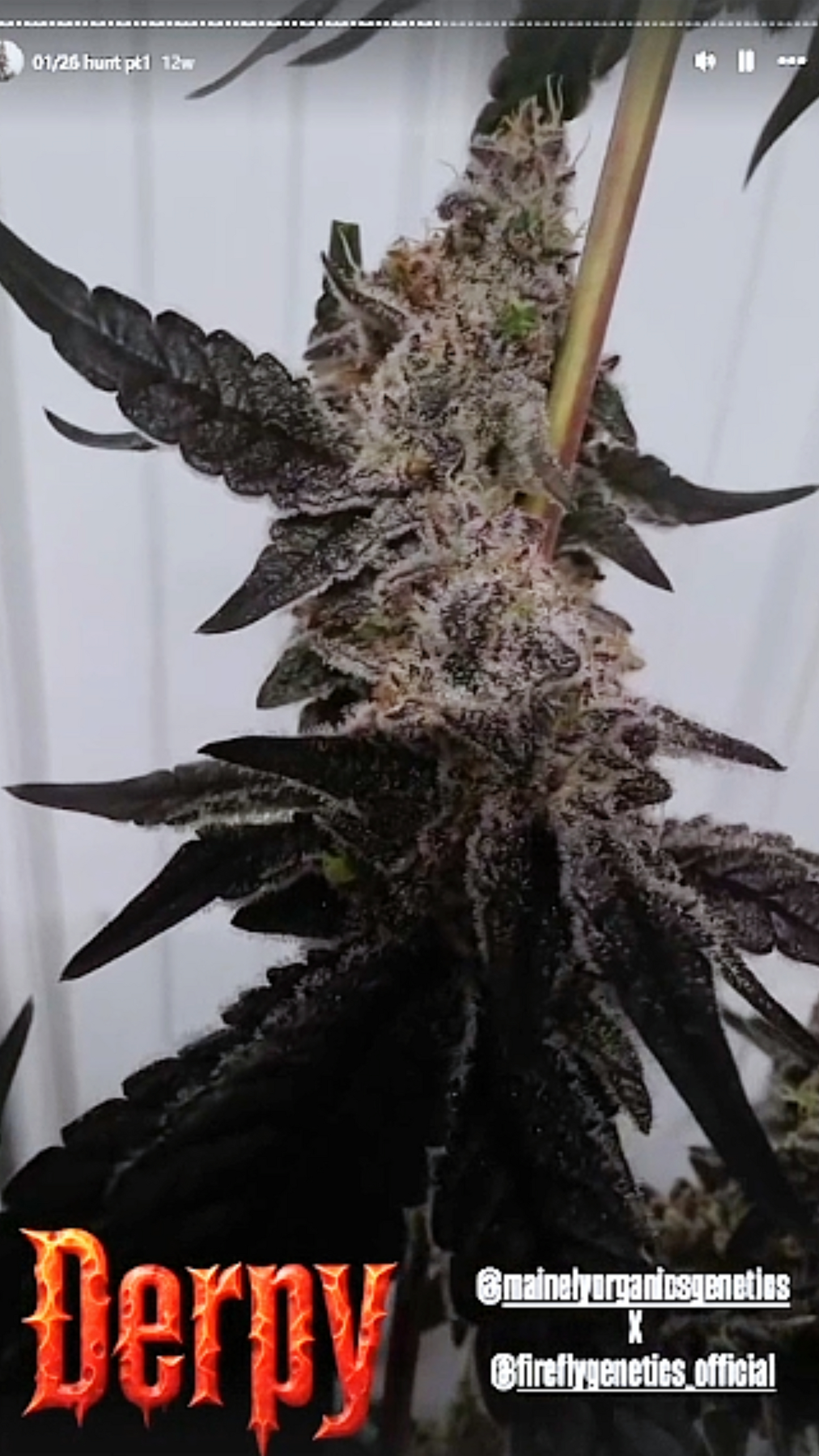Derpy 227 (Blueberry Schnapps x Blueberry Sugar) Snips
