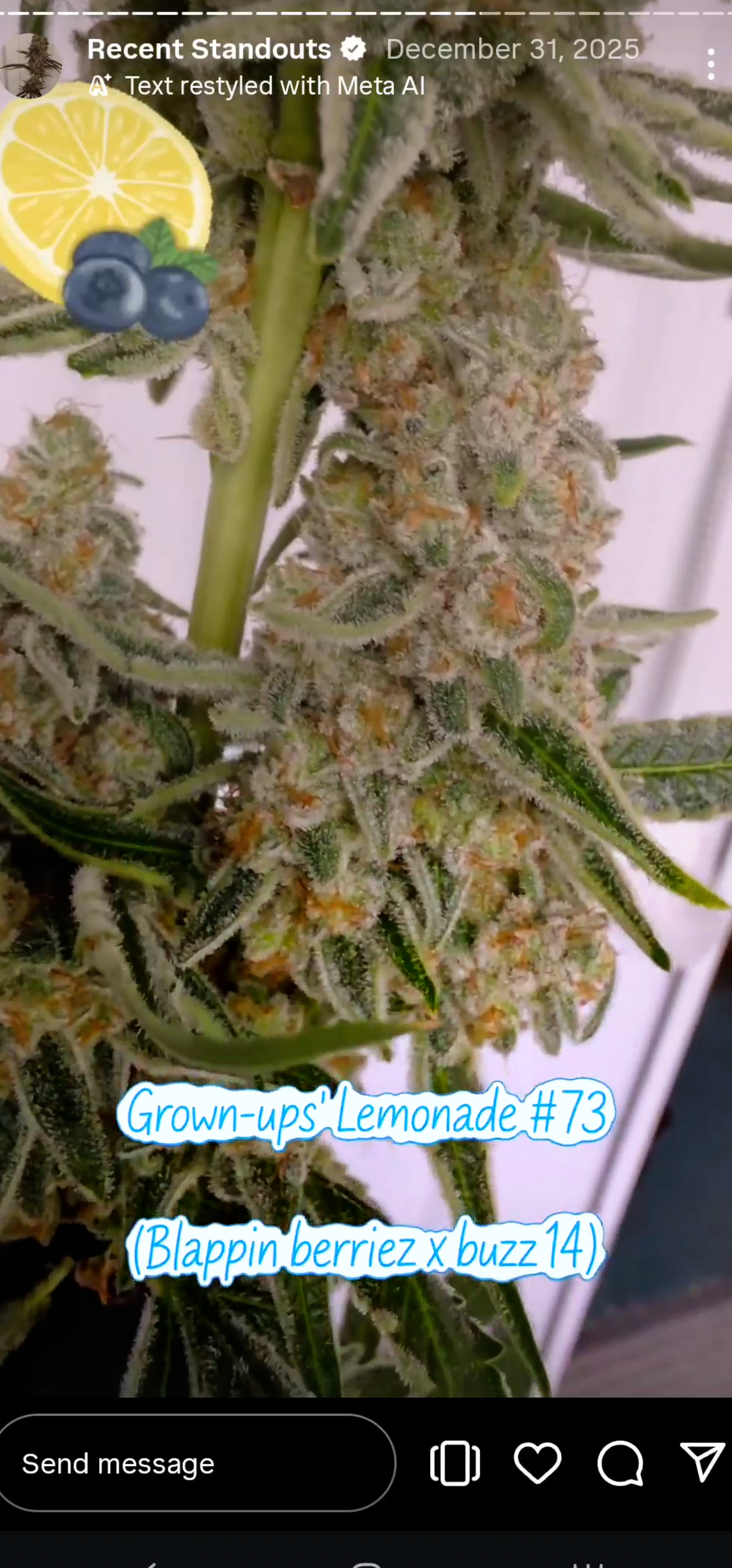 Grown Ups' Lemonade 73 (Blappin Berries x Buzz) Snips