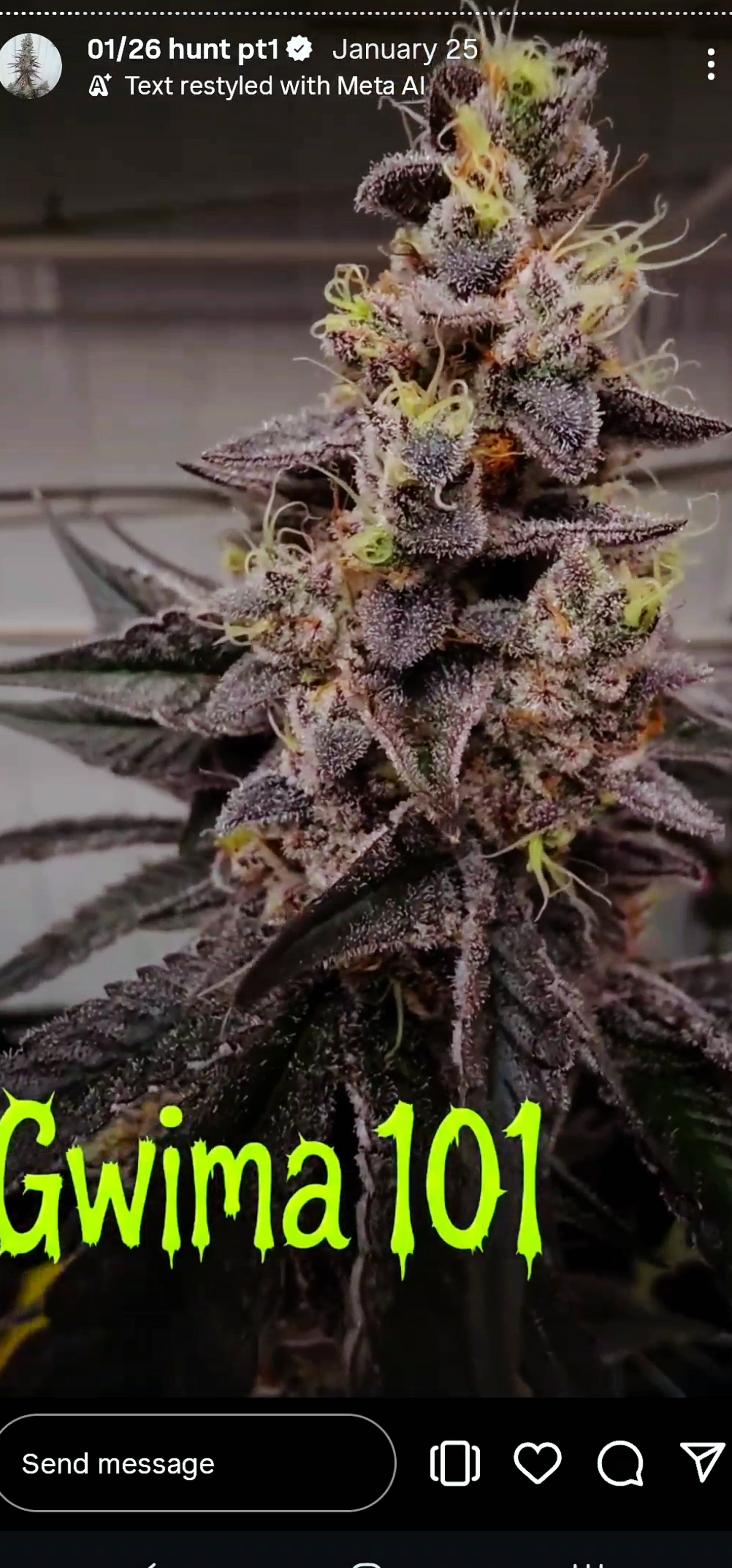 Gwima 101 (Black Matter x BBS) Snips