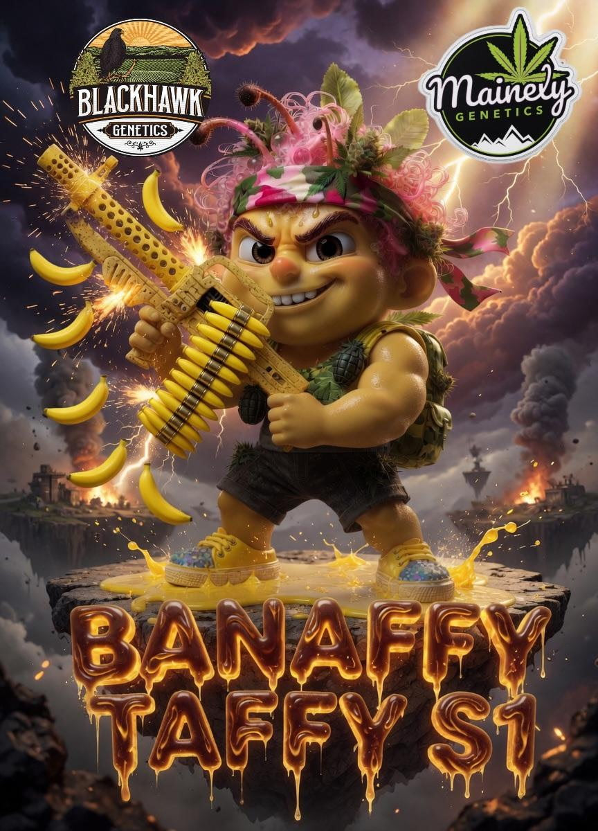 Banaffy Taffy S1 (Banaffy Taffy x Banaffy Taffy) 6pk Fems