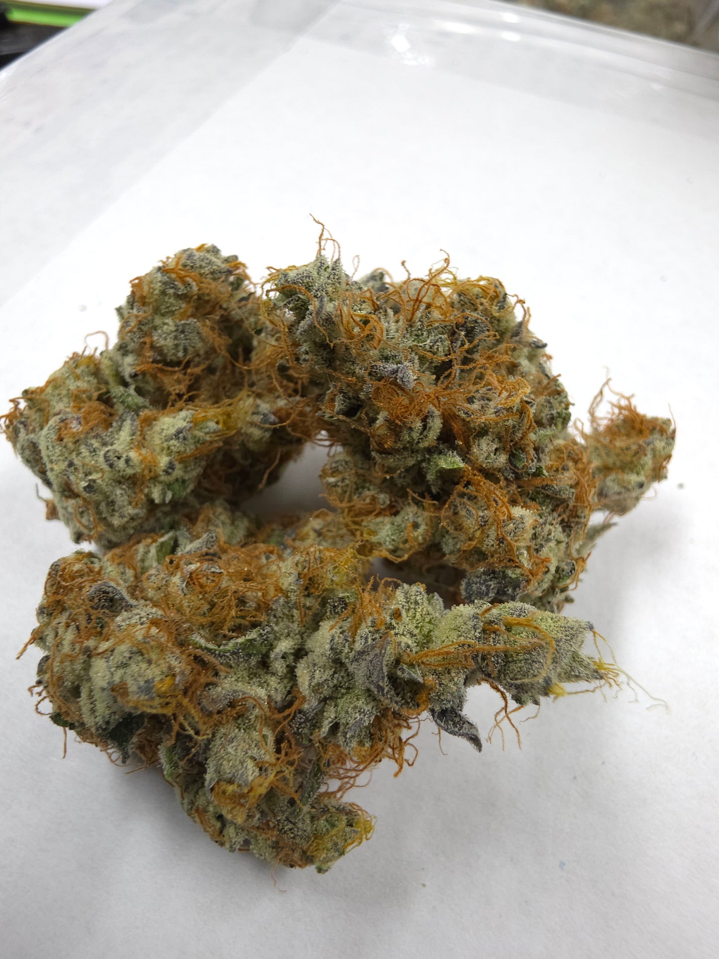 Jack Black 19 (Jack Herer x Black Truffle) Snips