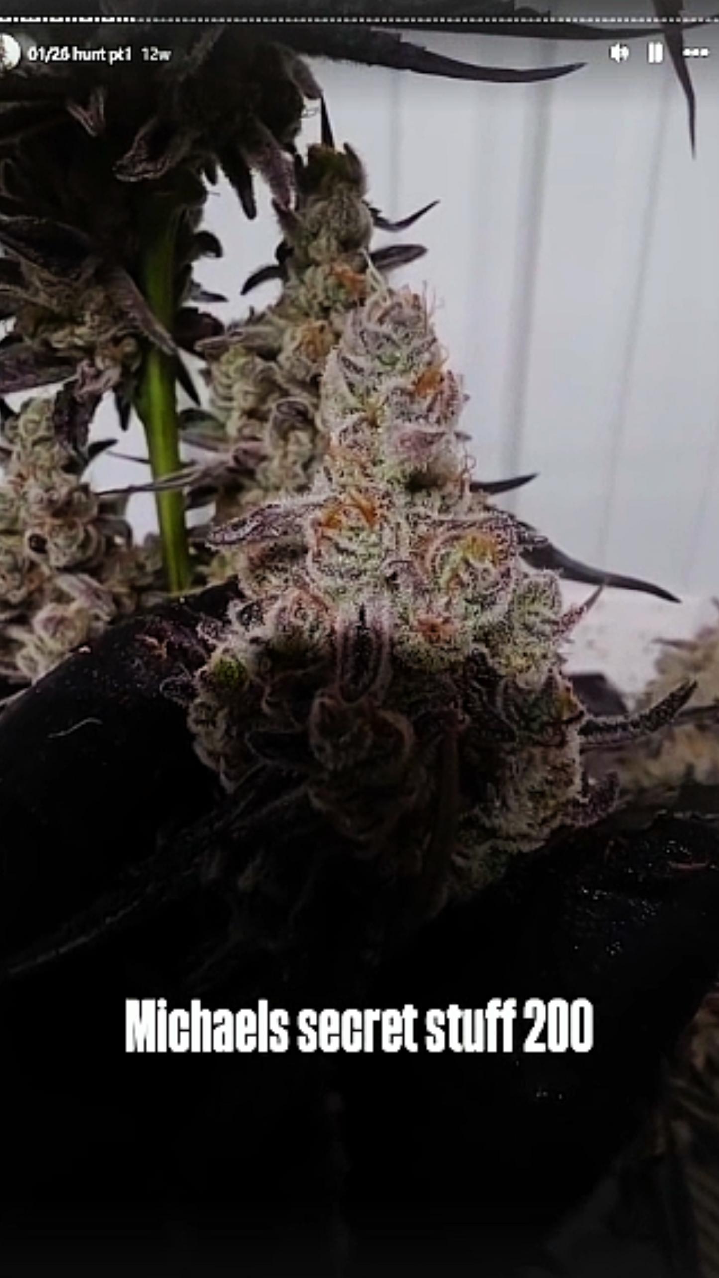 Michaels Secret Stuff (Tricho Jordan x Buzz 14) Snips