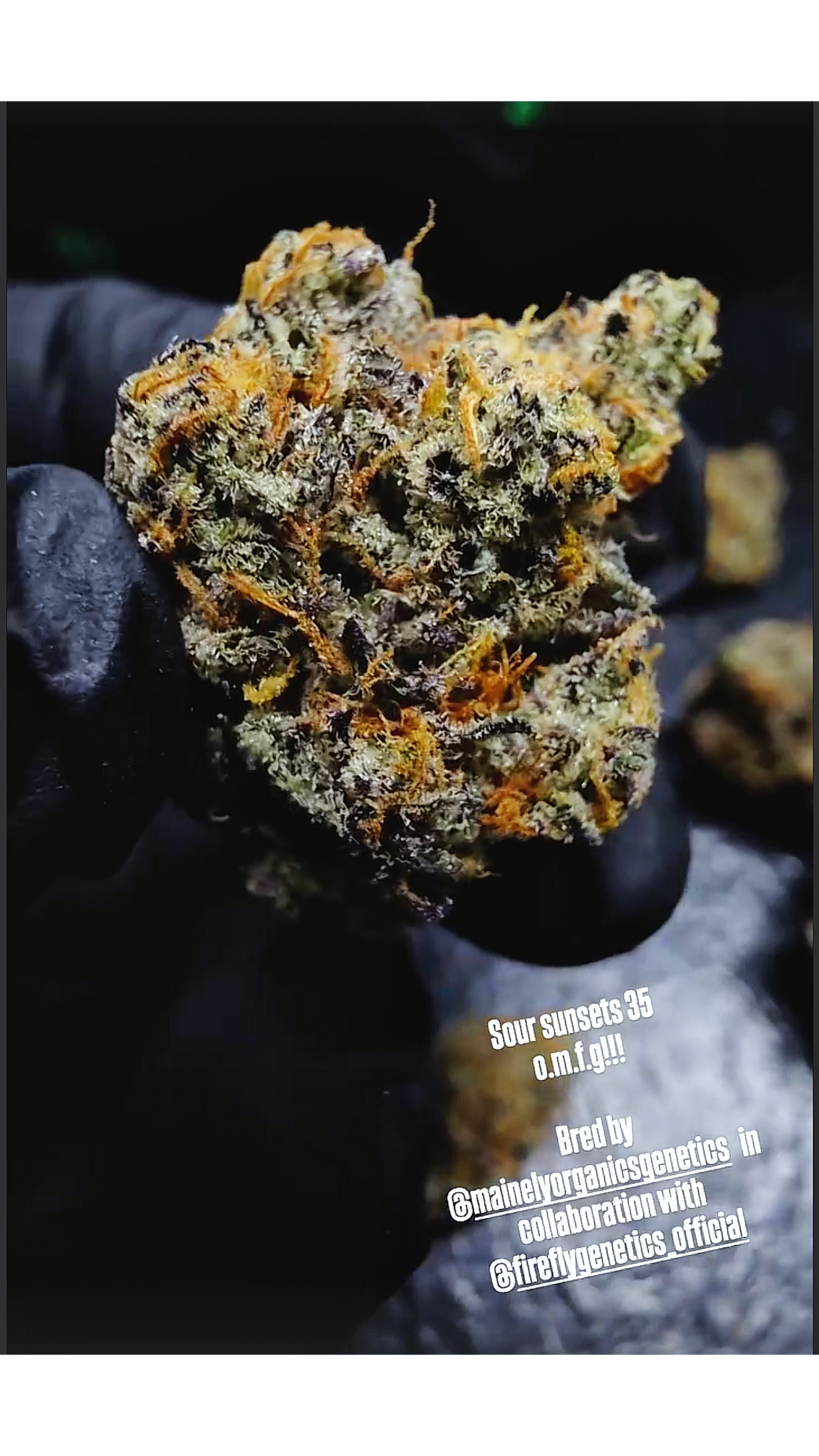 Sour Sunsets 35 (Shangri-La Runtz x Boov) Snips