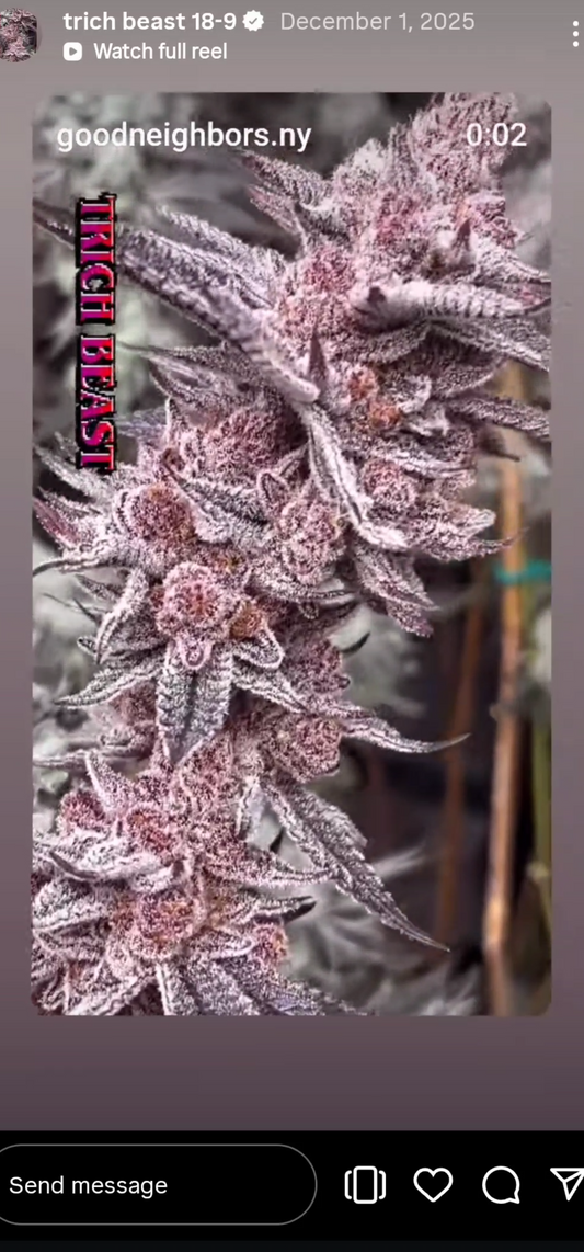 Merkuleezz (Trich Beast 18-9 × Zznackz) 6pk Fems