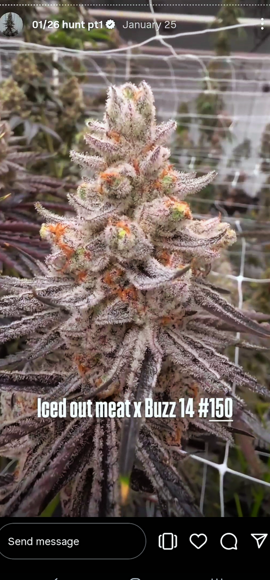BBZz (Blue Banaffy × Zznackz)
