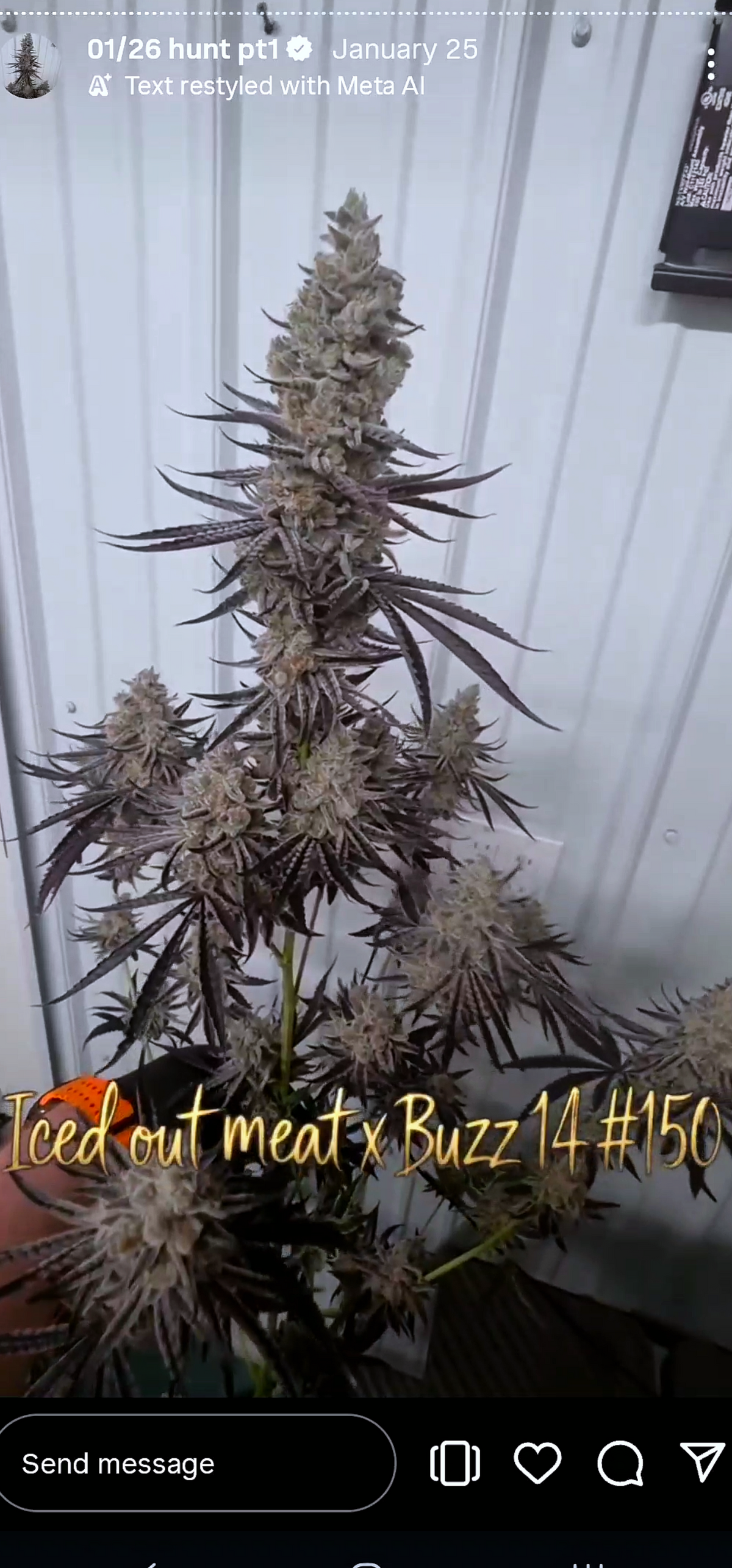 MorZzelz (Derpy 43 × Zznackz) 6pk Fems