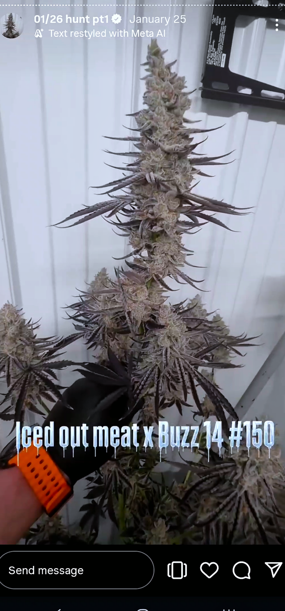 PoZterized (Tricho Jordan 5 × Zznackz) 6pk Fems