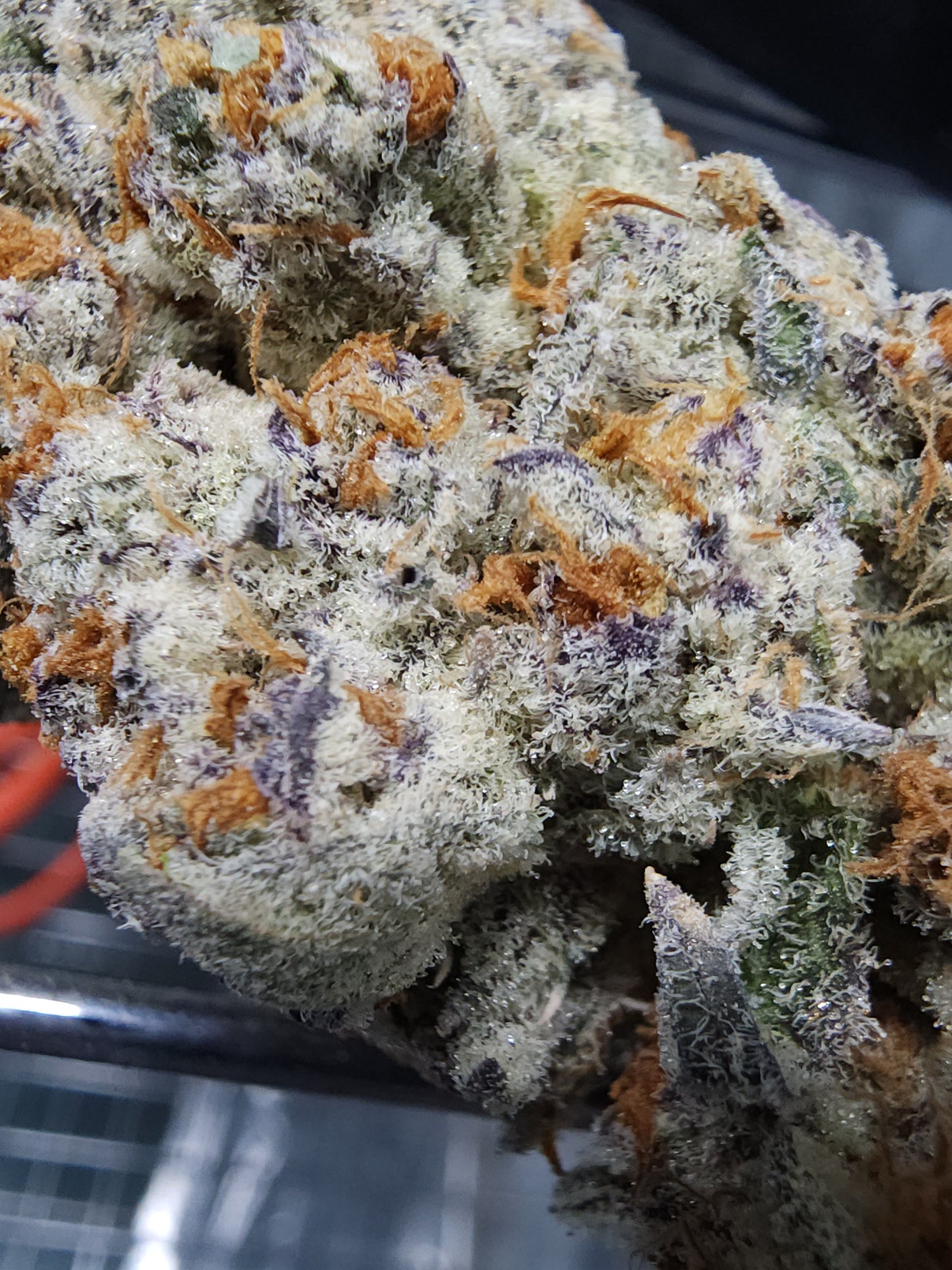 BuzzBallzz (Gas apple x buzz 14)