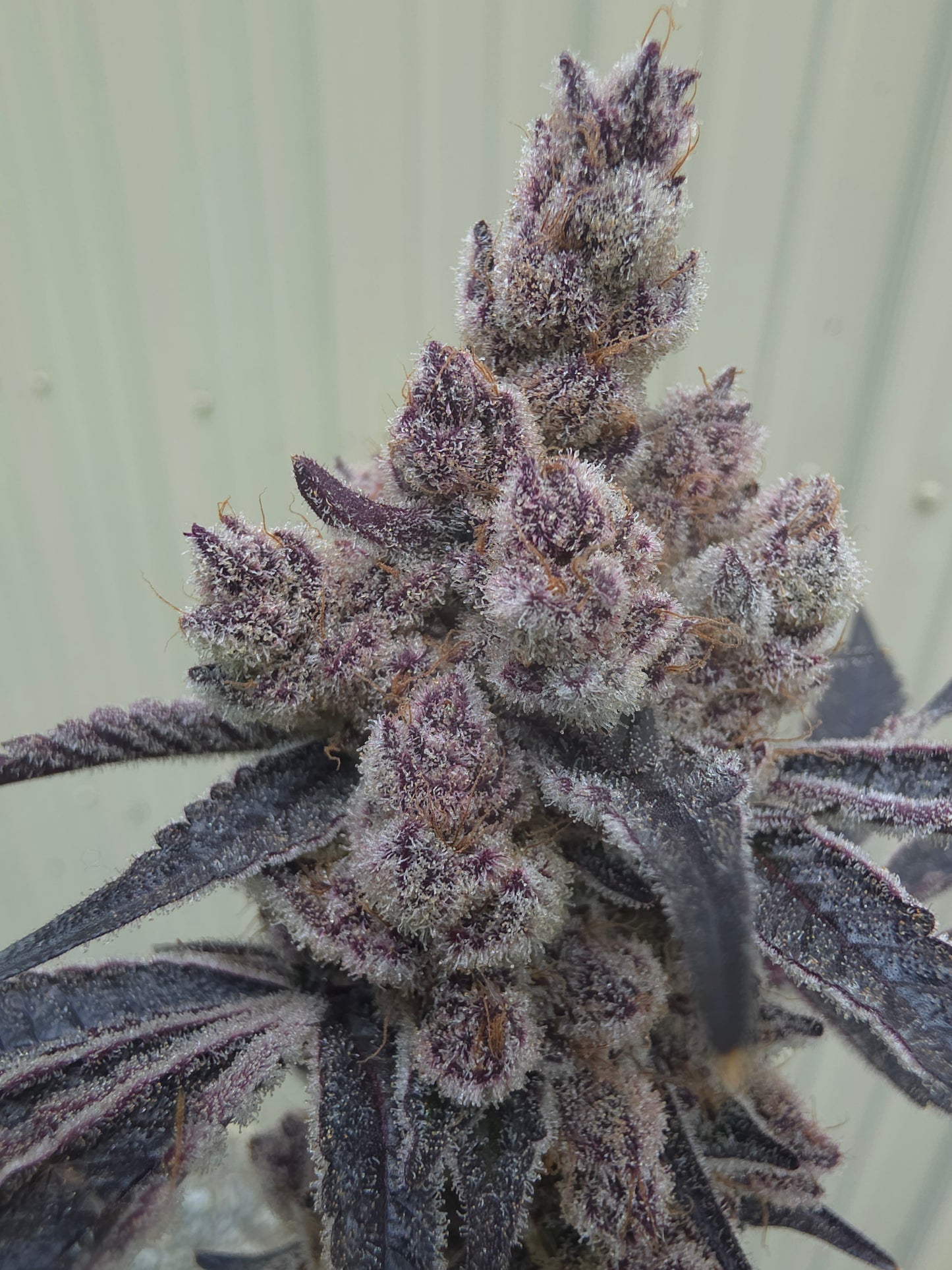 5 strain package deal premium tier. 5 per month