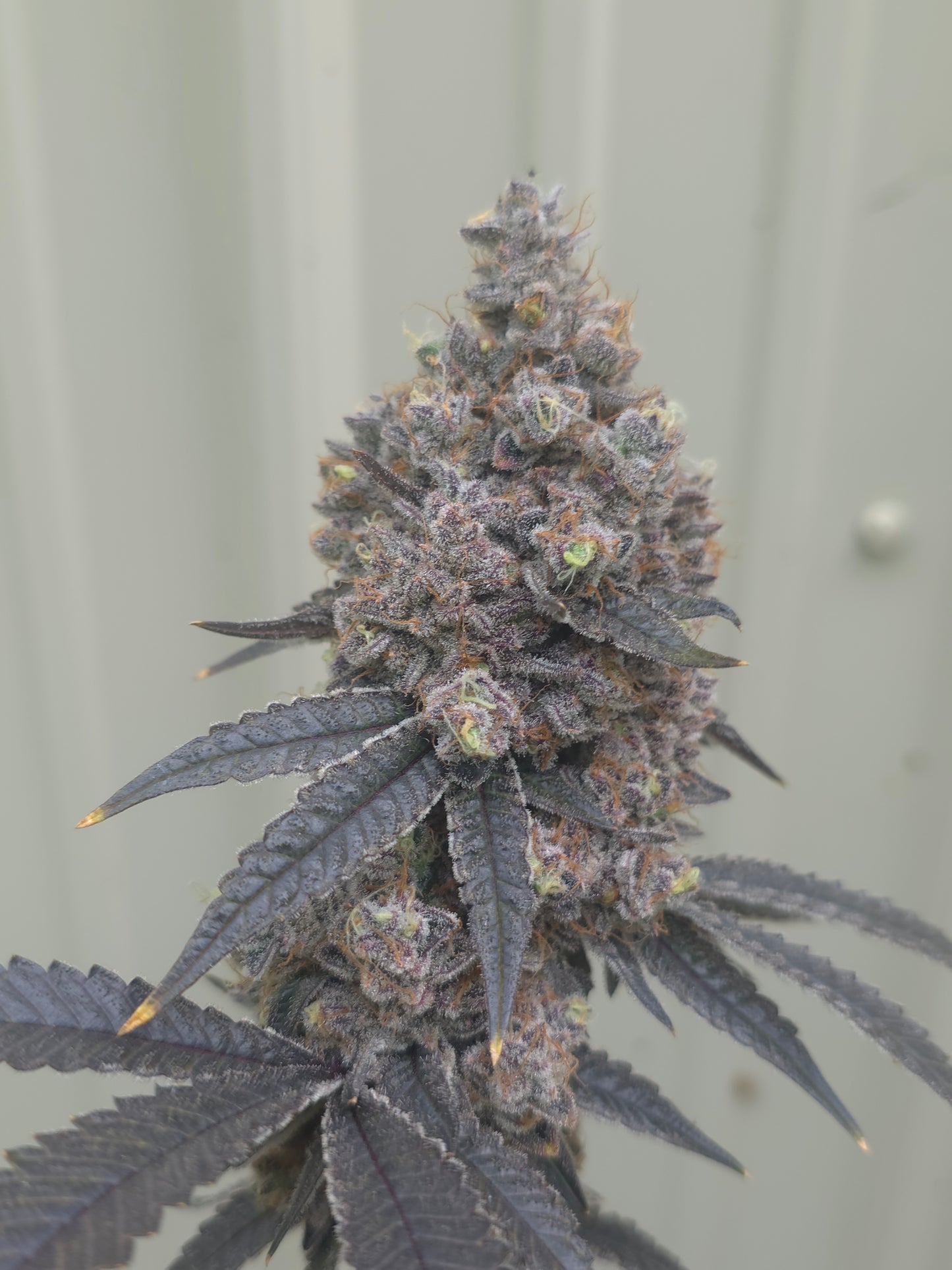 5 strain package deal premium tier. 5 per month