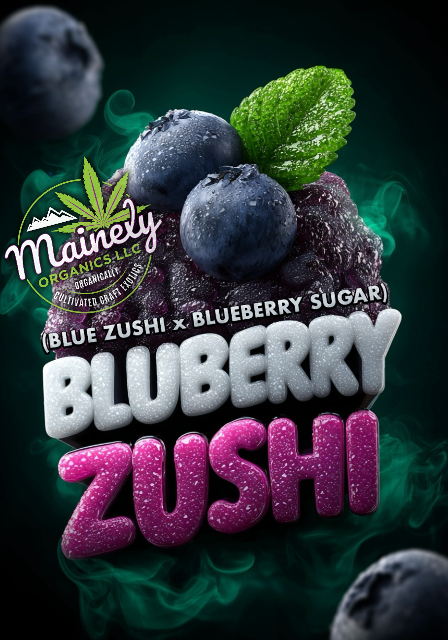Bluberry zushi (Blue zushi x blueberry sugar)