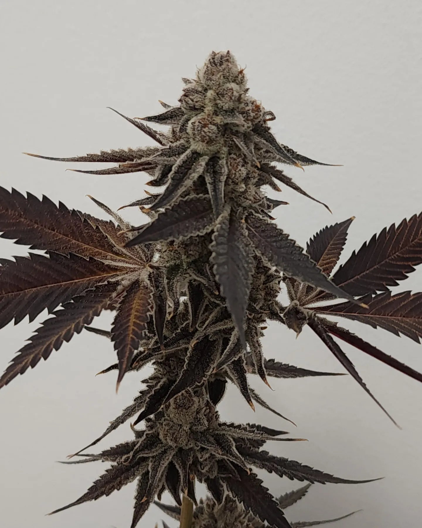 5 strain package deal premium tier. 5 per month