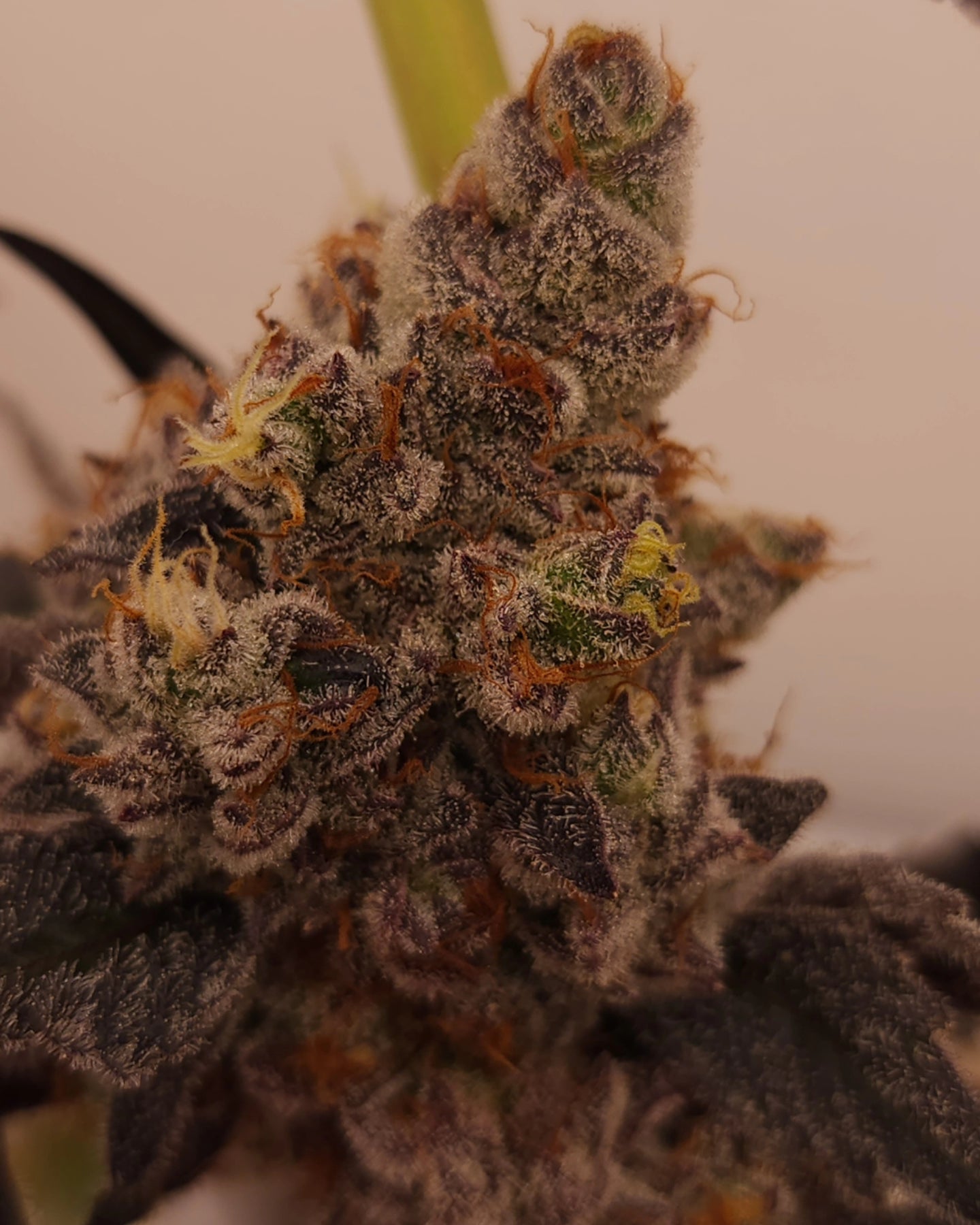 "NasTastic" Fem seeds