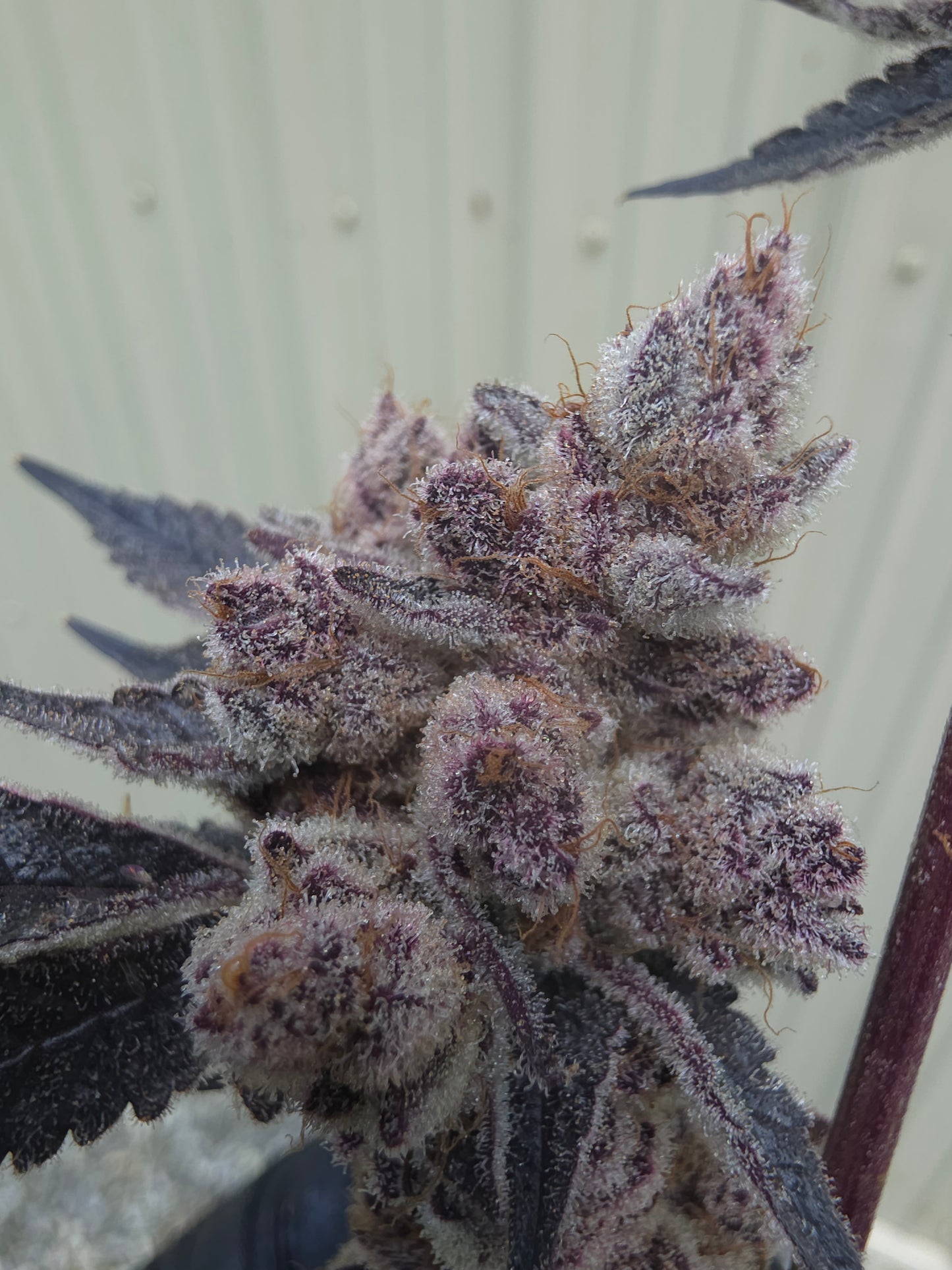 5 strain package deal premium tier. 5 per month