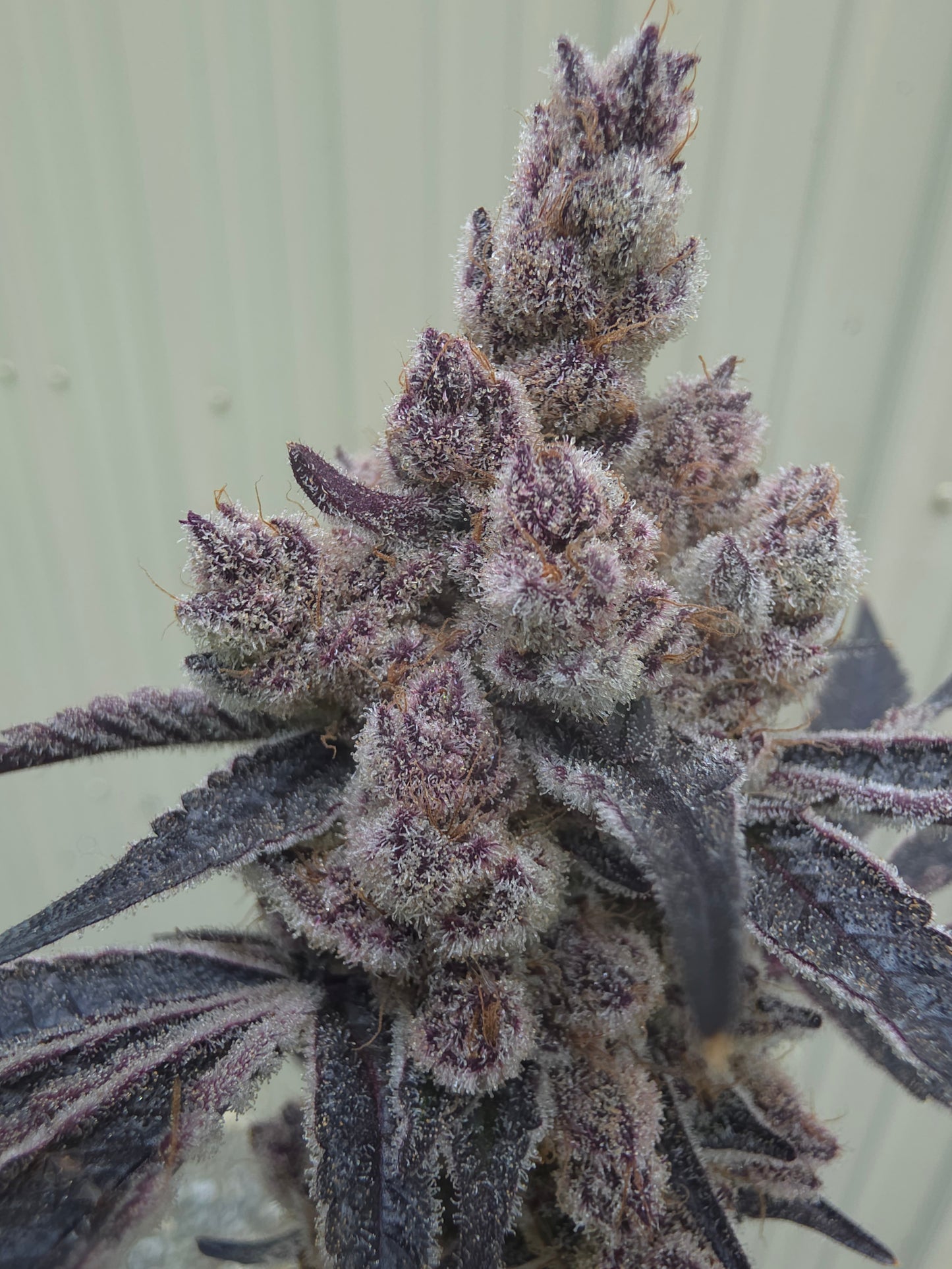 5 strain package deal premium tier. 5 per month