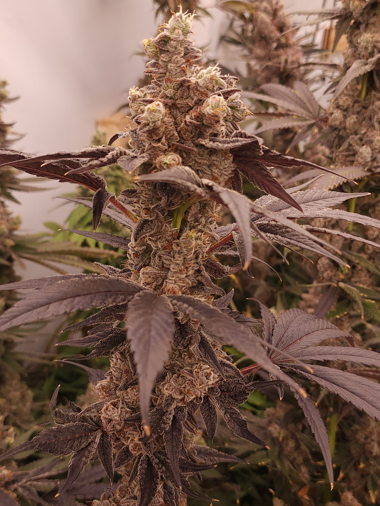 "NasTastic" Fem seeds