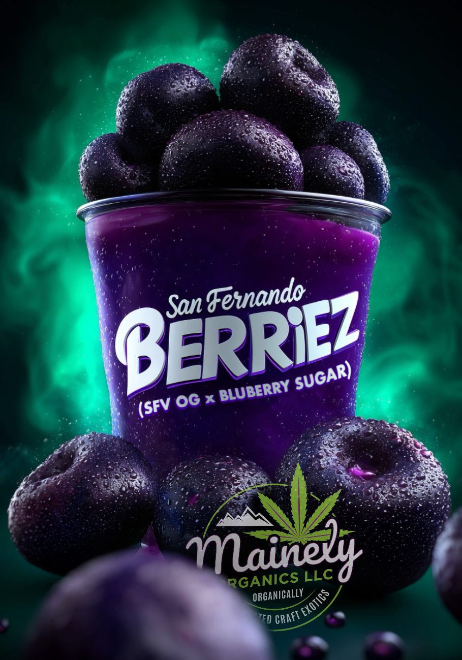 San Fernando Berriez (SFV og x Bluberry sugar)