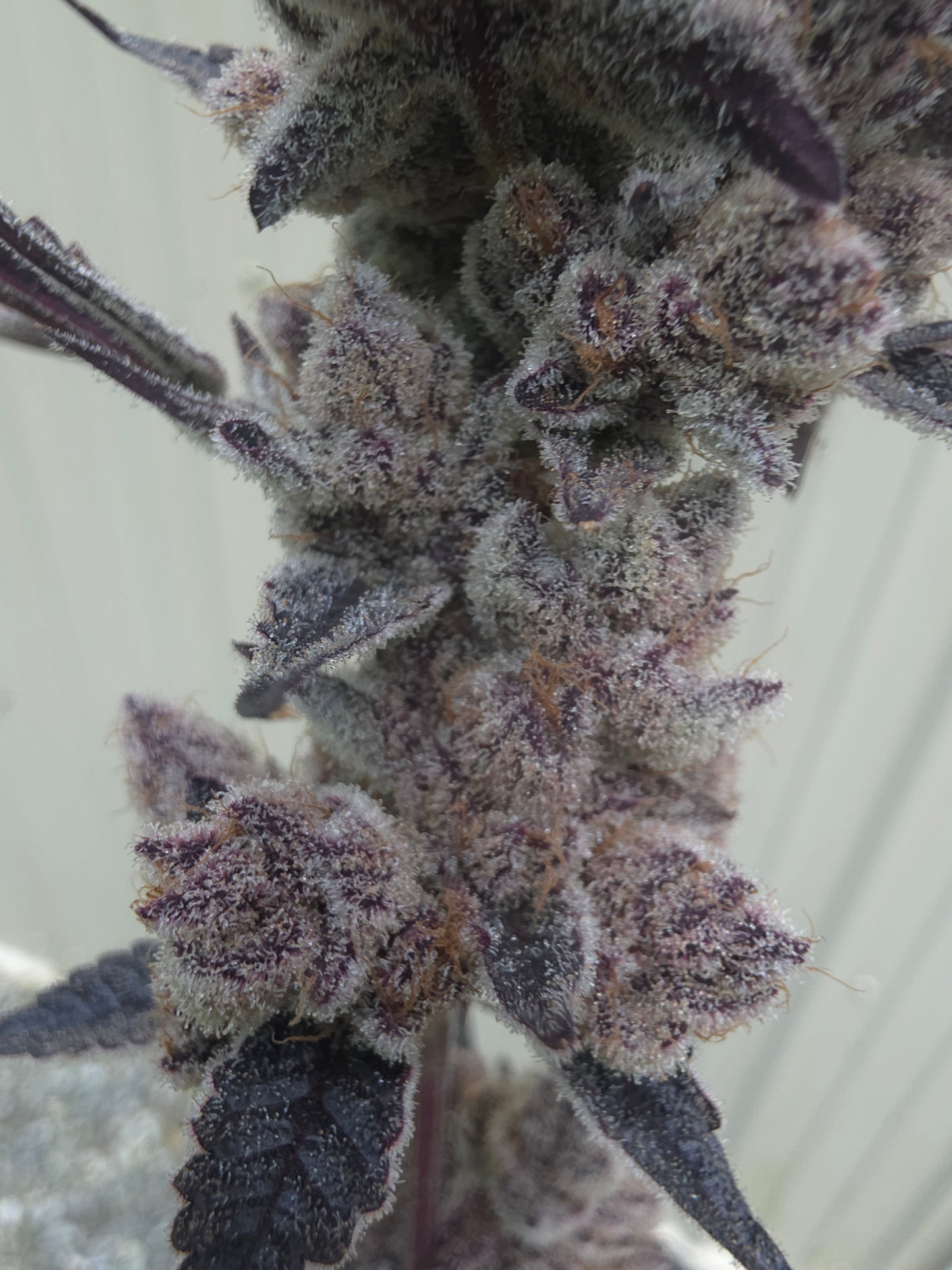 5 strain package deal premium tier. 5 per month