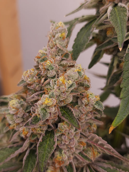 "Larry Bird Mintz x PLCG" fem seeds
