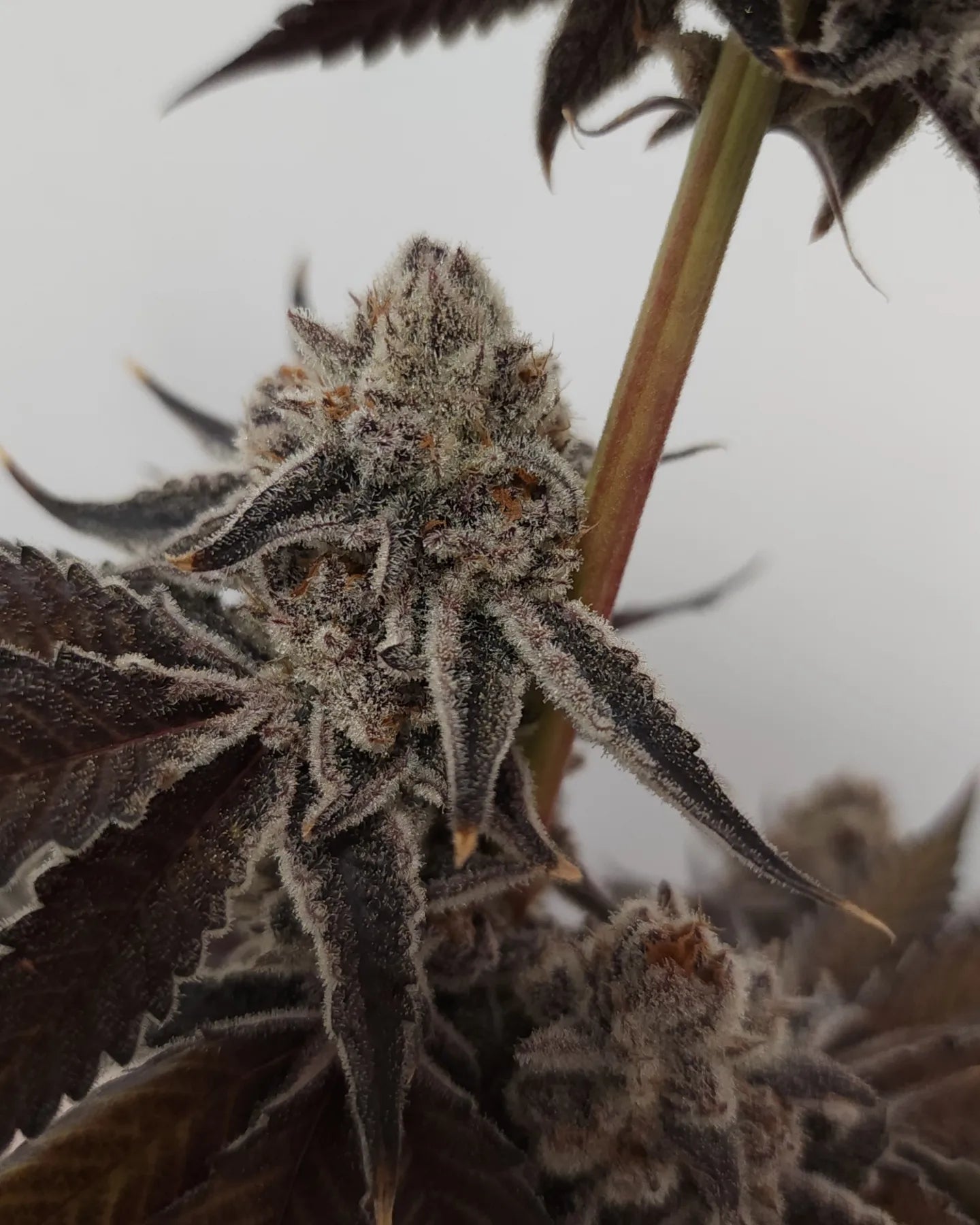 5 strain package deal premium tier. 5 per month