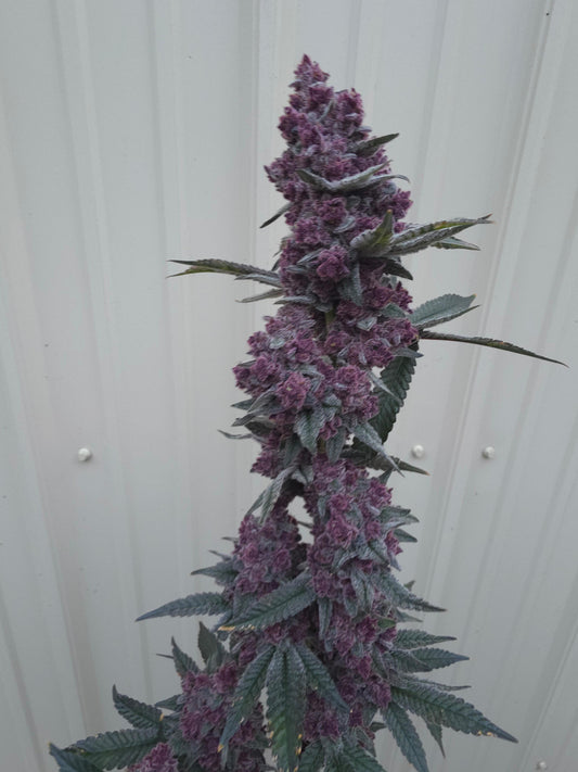 Gangrene (Frozen Cherry Canna x Black Matter) 6pk Fems