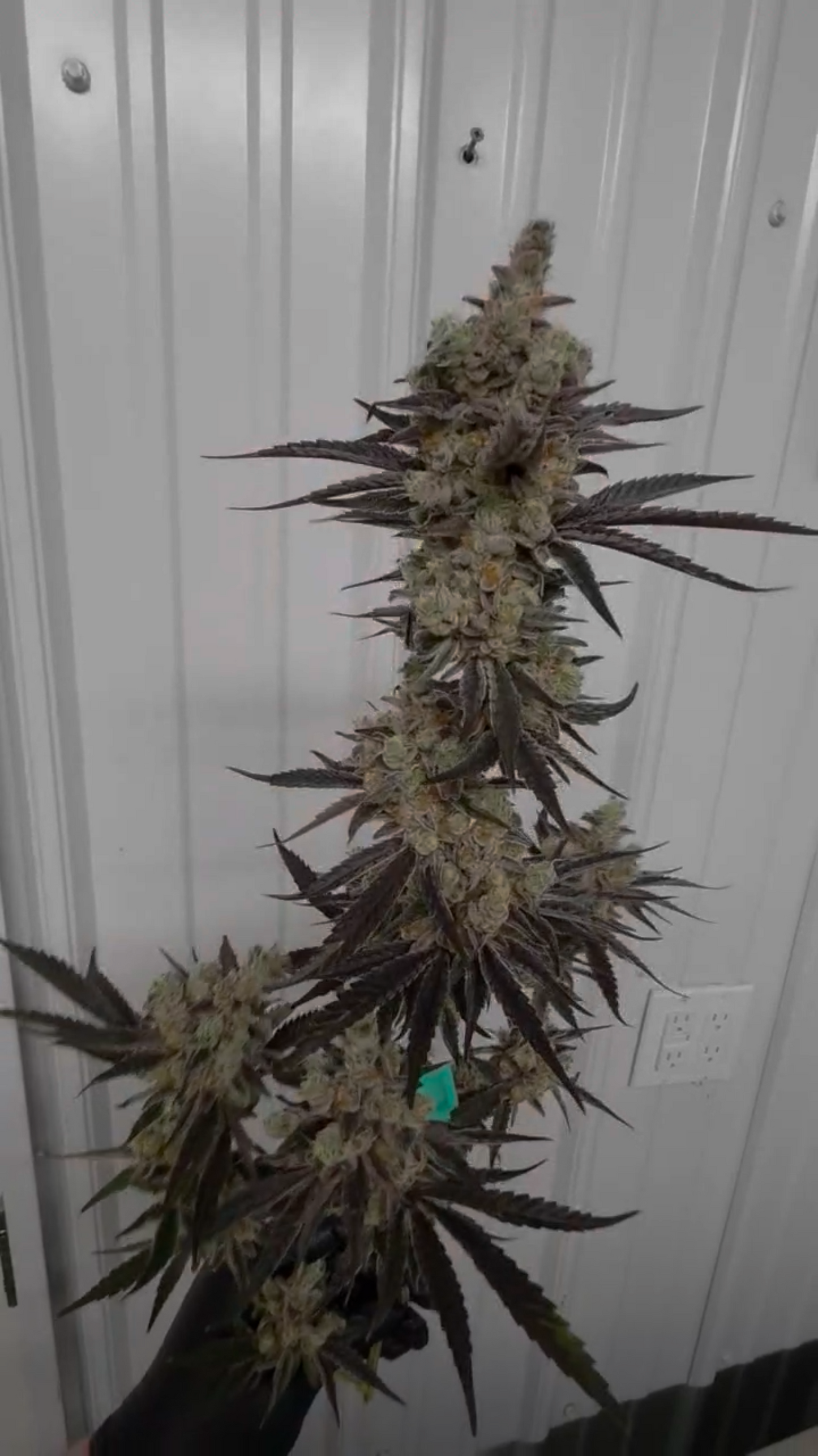 Black Matter 100 ((Meat Breath x Platinum Ice Cream) x (Zero Gravity x Oooze)) Snips