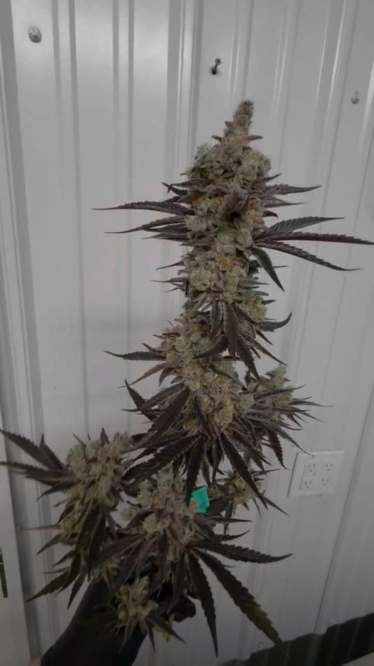 Black Matter 100 ((Meat Breath x Platinum Ice Cream) x (Zero Gravity x Oooze)) Snips