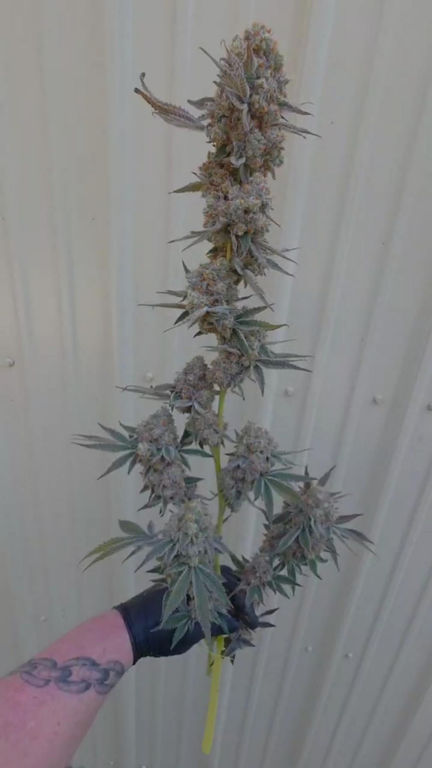 94 Rising (Shangri-La Runtz x Alien Vortex 94) Fems – 6 Pack