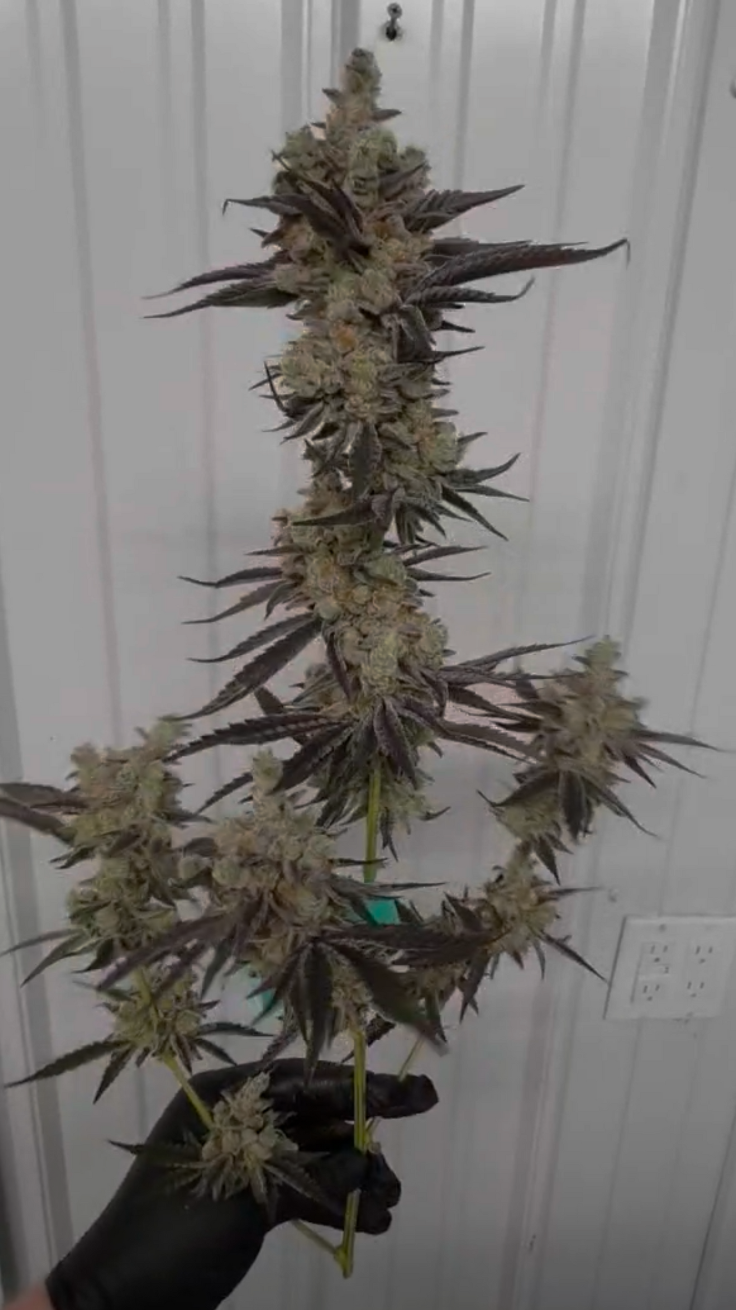 Balactus (Black Matter x Alien Vortex 94) 6pk Fems