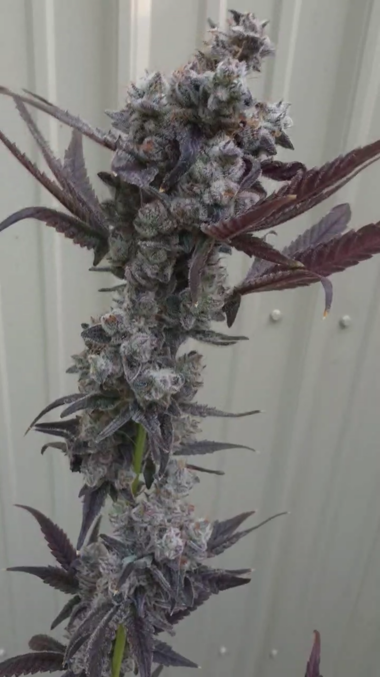 Blueberry Banaffy Crumble (Blueberry Cupcake x Banaffy Taffy 46) Fems – 6 Pack