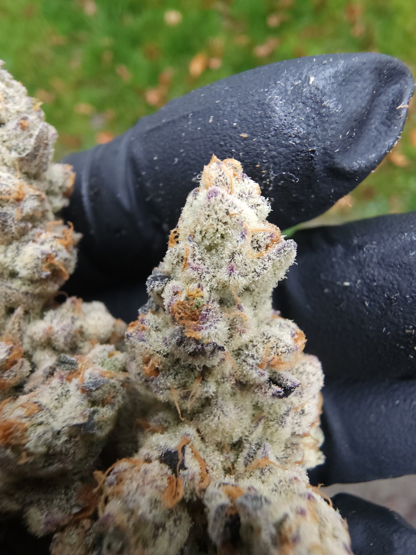 BuzzBallzz (Gas apple x buzz 14)