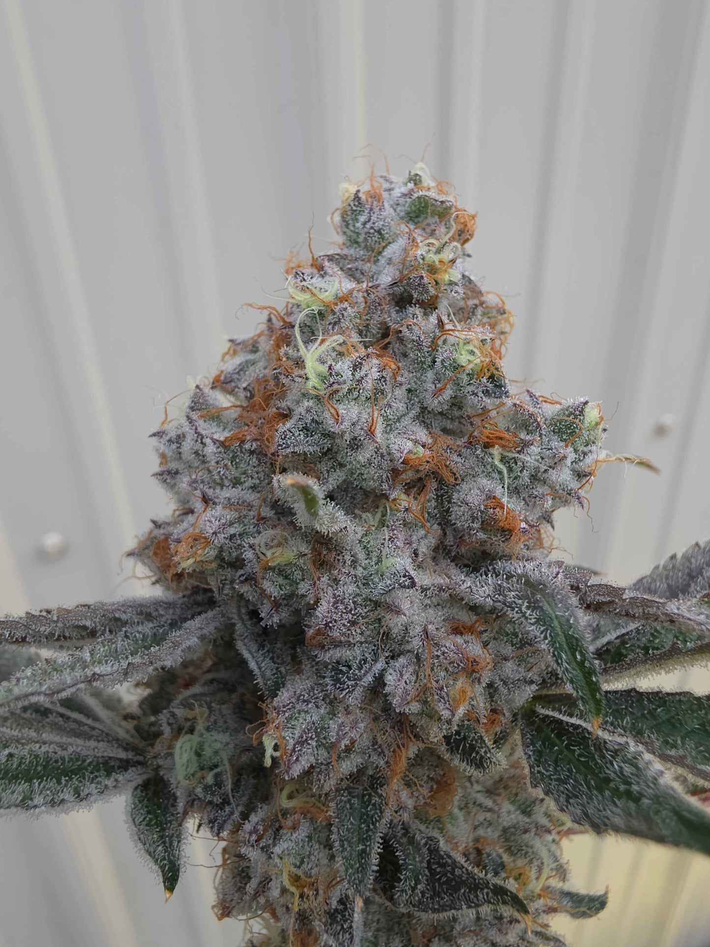 94 Rising (Shangri-La Runtz x Alien Vortex 94) Fems – 6 Pack