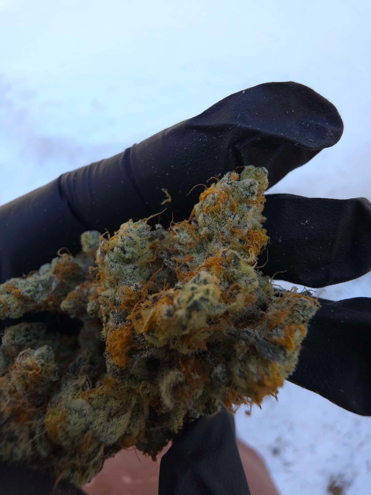 Black Matter 100 ((Meat Breath x Platinum Ice Cream) x (Zero Gravity x Oooze)) Snips