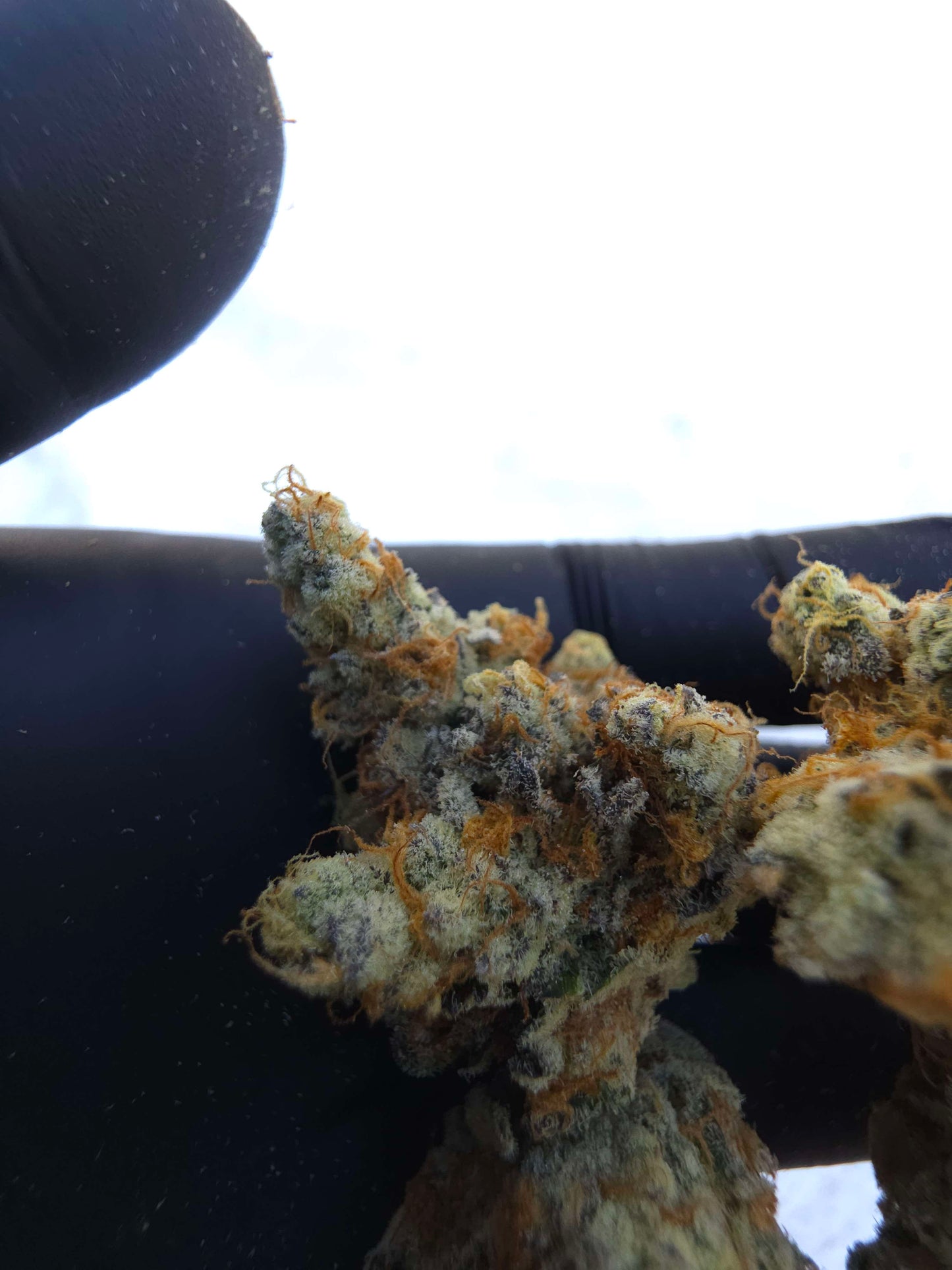 Black Matter 100 ((Meat Breath x Platinum Ice Cream) x (Zero Gravity x Oooze)) Snips