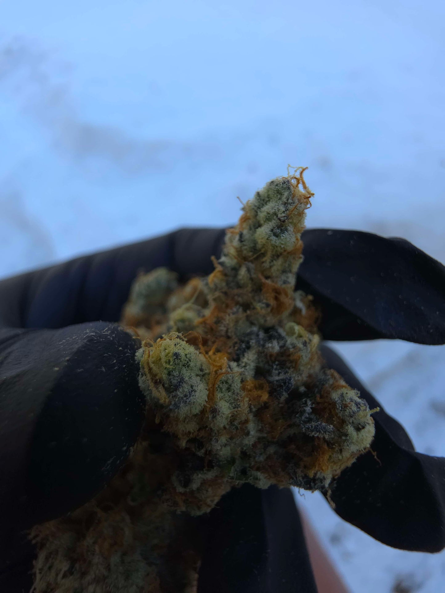 Black Matter 100 ((Meat Breath x Platinum Ice Cream) x (Zero Gravity x Oooze)) Snips