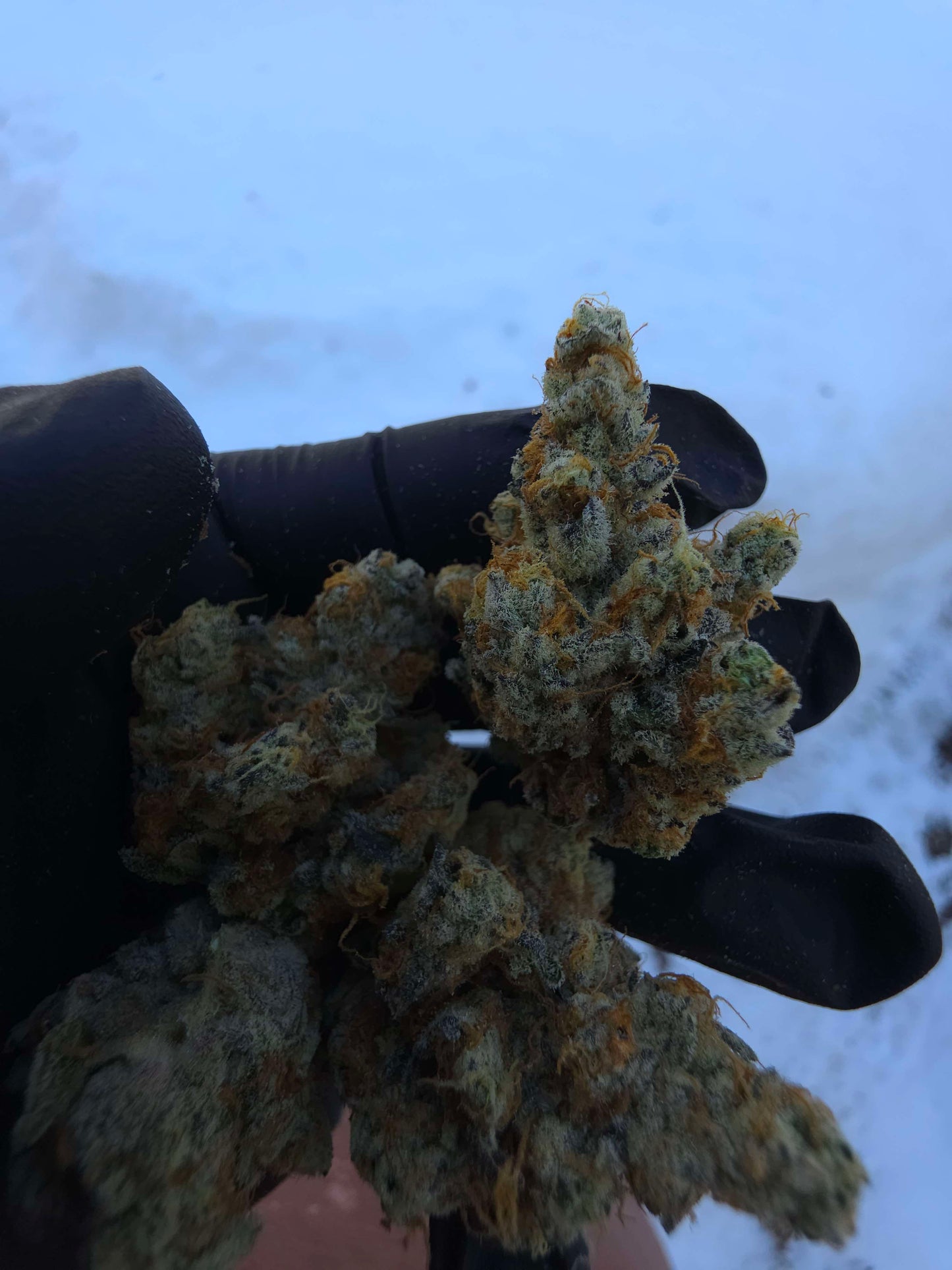Black Matter 100 ((Meat Breath x Platinum Ice Cream) x (Zero Gravity x Oooze)) Snips