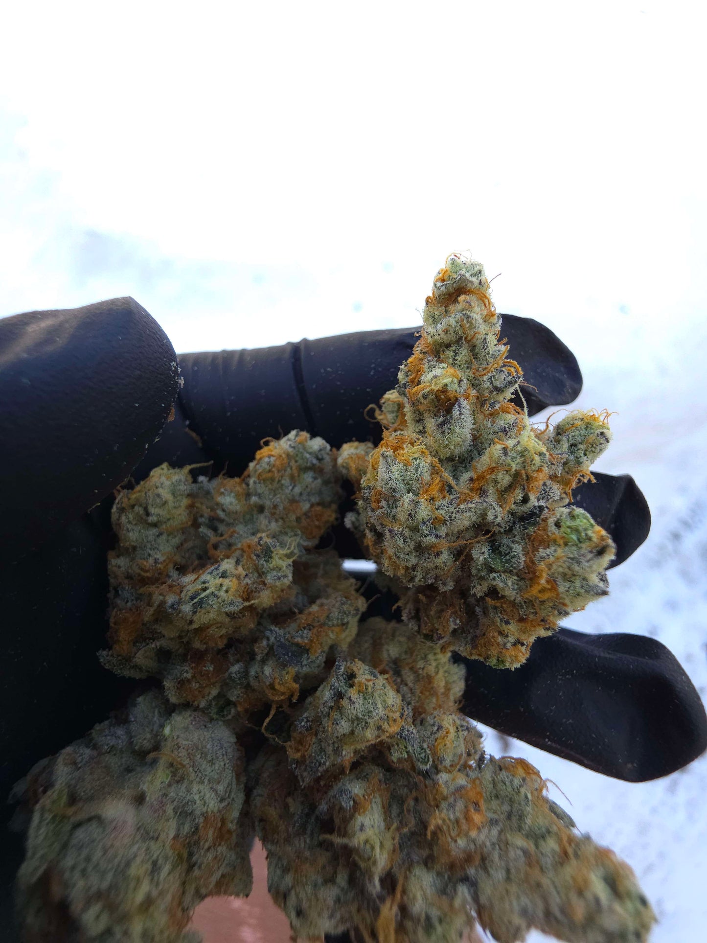 Black Matter 100 ((Meat Breath x Platinum Ice Cream) x (Zero Gravity x Oooze)) Snips