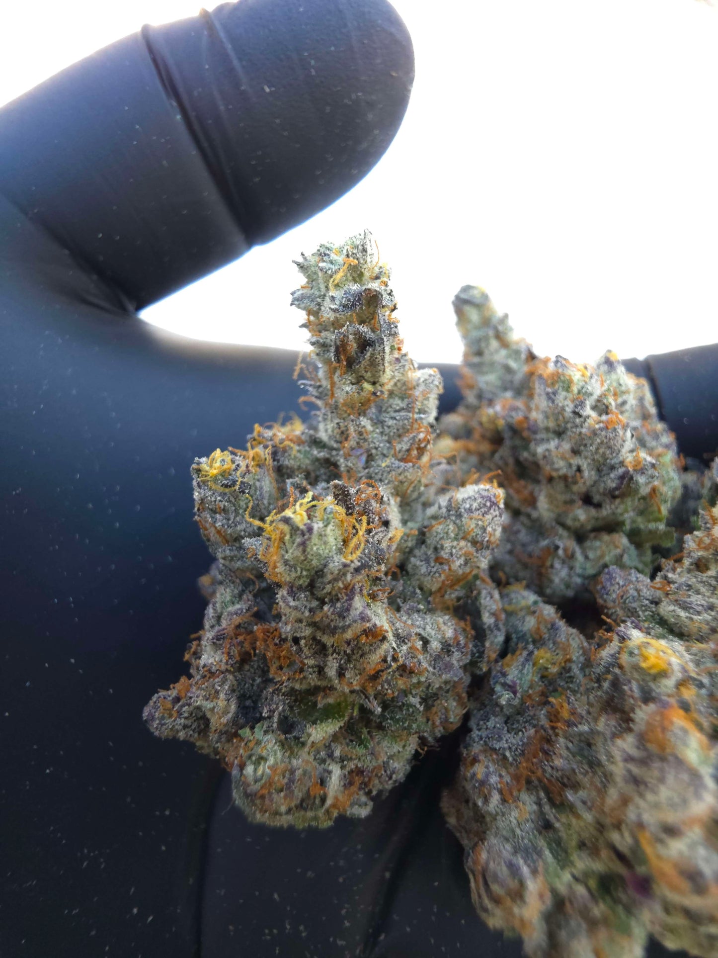 Black Matter 100 ((Meat Breath x Platinum Ice Cream) x (Zero Gravity x Oooze)) Snips