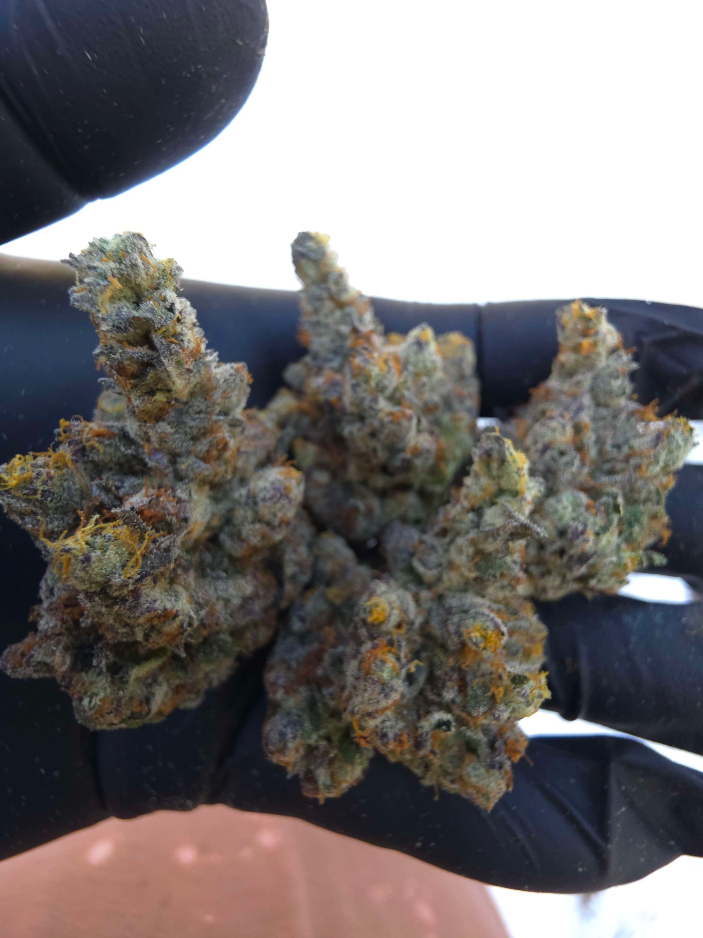 Black Matter 100 ((Meat Breath x Platinum Ice Cream) x (Zero Gravity x Oooze)) Snips