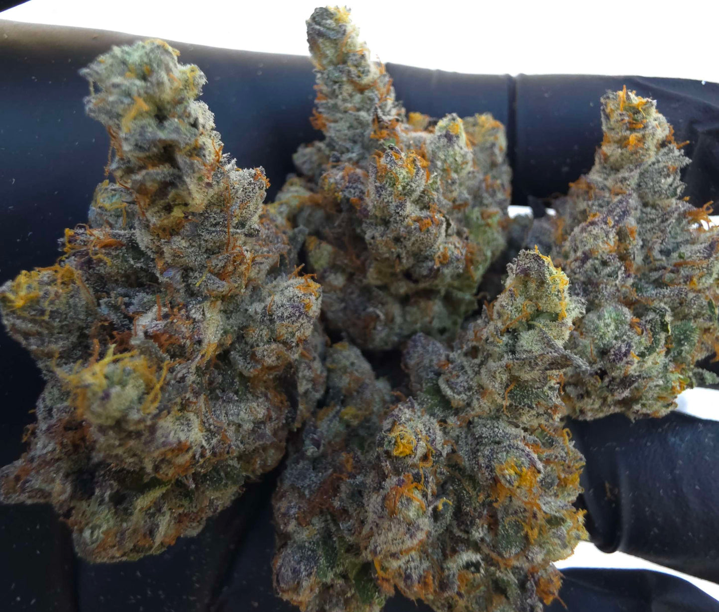 Black Matter 100 ((Meat Breath x Platinum Ice Cream) x (Zero Gravity x Oooze)) Snips