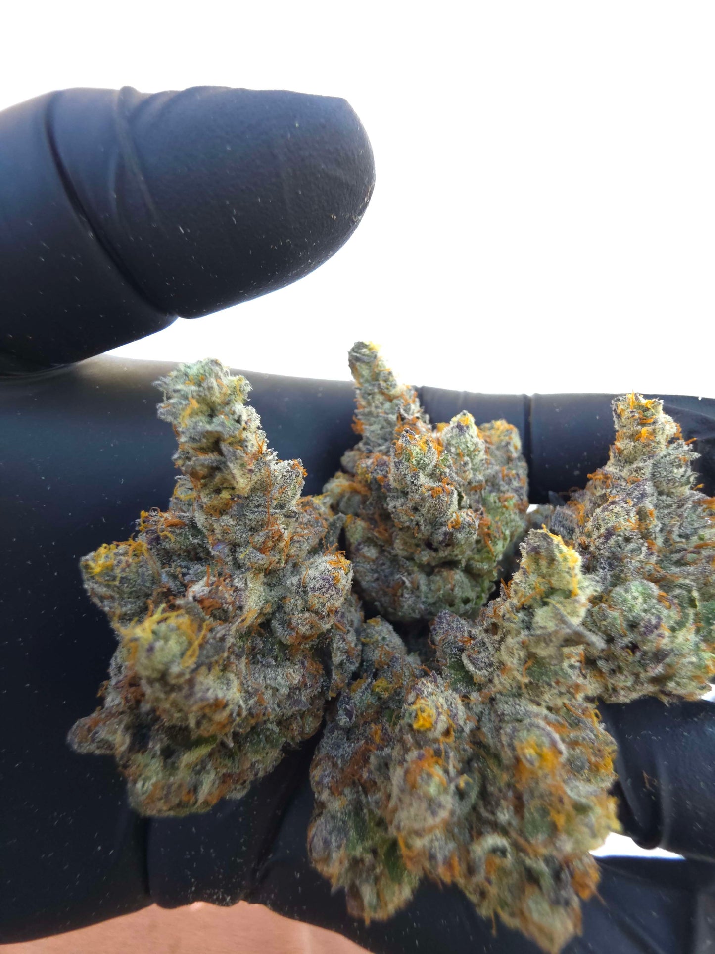 Black Matter 100 ((Meat Breath x Platinum Ice Cream) x (Zero Gravity x Oooze)) Snips