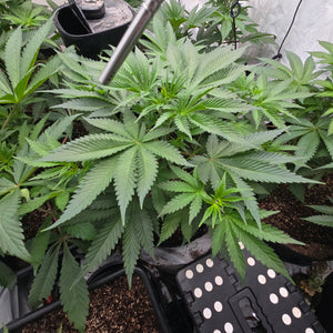 Rds420
