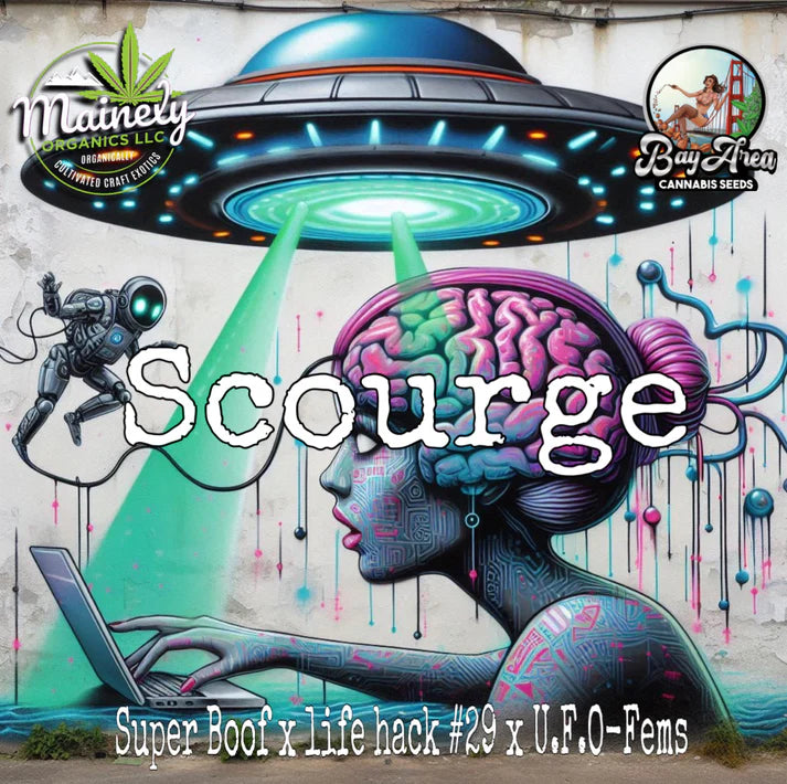 Scourge - Superboof lifehack 29 x U.F.O "fem seeds"