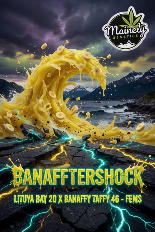 Banafftershock (Lituya Bay 20 x Banaffy Taffy 46) 6pk Fems