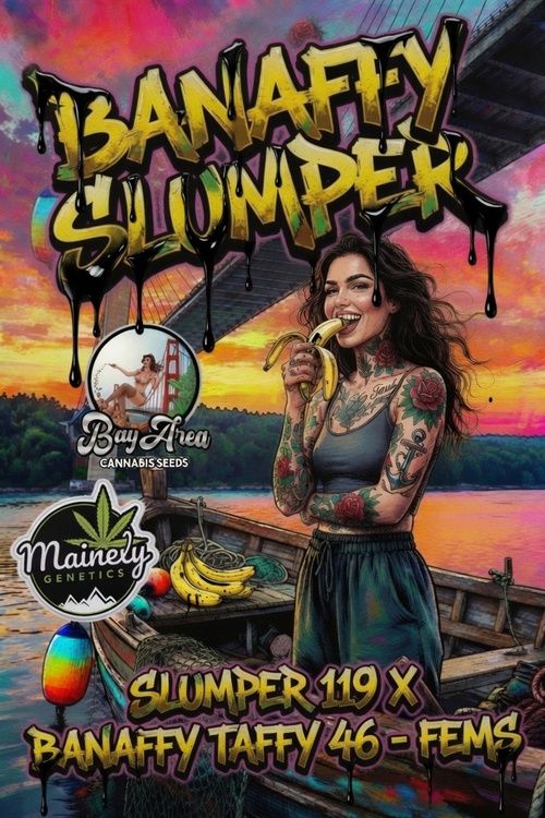Banaffy Slumper (Slumper 119 x Banaffy Taffy 46)