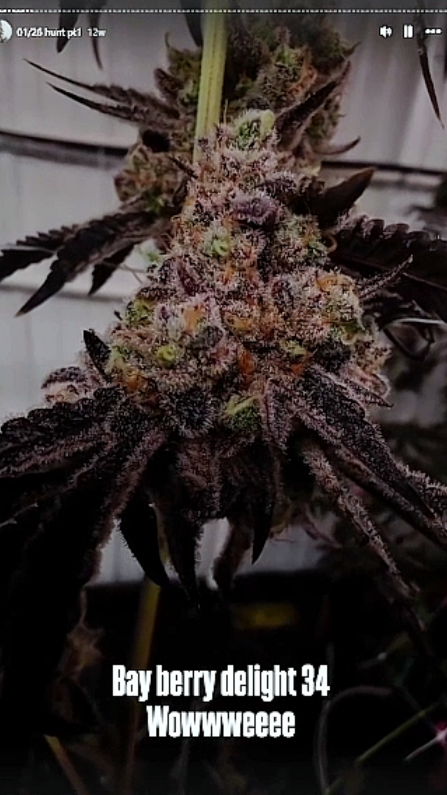 Bayberry Delight 34 (Lituya Bay #20 x Blueberry Sugar) Snips