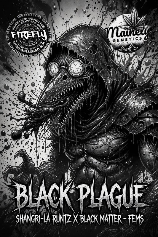 Black Plague (Shangri-La Runtz x Black Matter 100)